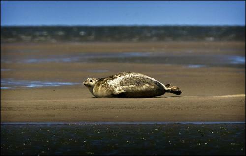 Bed & Breakfast Het Huis Van De Wadden