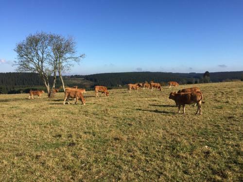 Chalet de Charme, Le "caribou Lodge", Eifel Belge