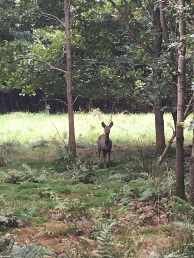 Bed & Breakfast Hof Van Sellingen