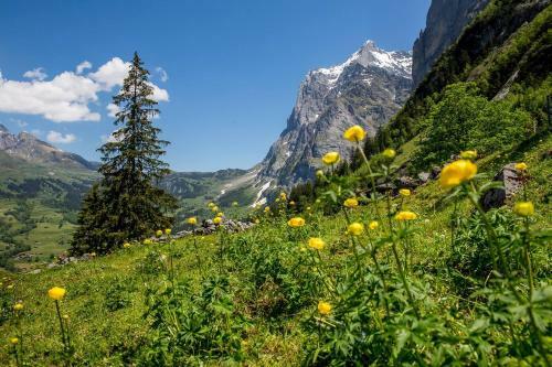 Apartamento Chalet Verbrunnenhaus Grindelwald