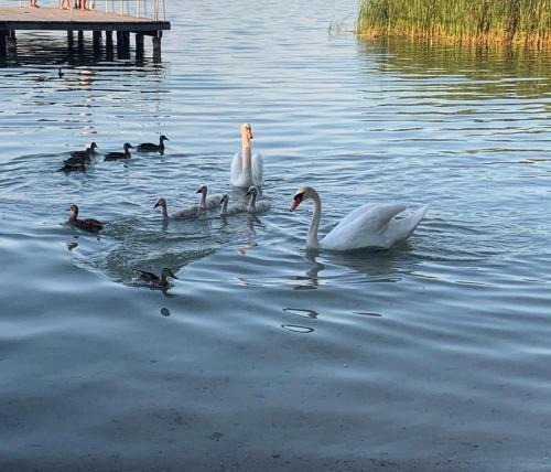 Domek Franianiesulice