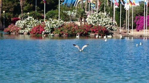 Apartamento Homely Appartment Playa Acequion