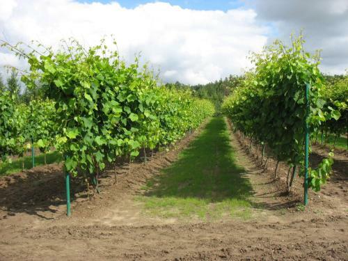Agroturismo Winnica "?abi Raj"