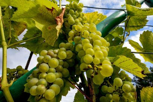 Agroturismo Winnica "?abi Raj"