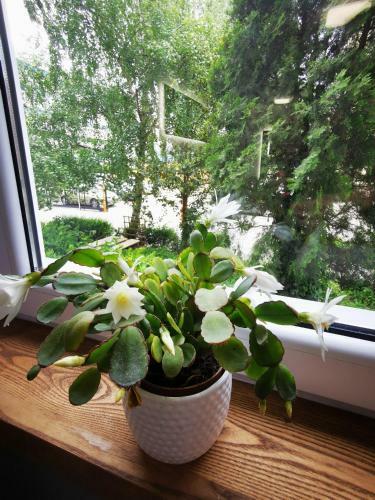 Apartament Przy Arsenale