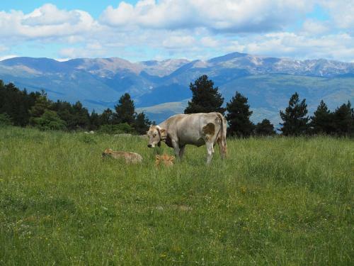 Apartament A La Molina, Grans Vistes, Llar de Foc