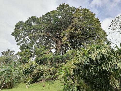 Bed & Breakfast La Ceiba Tree Lodge
