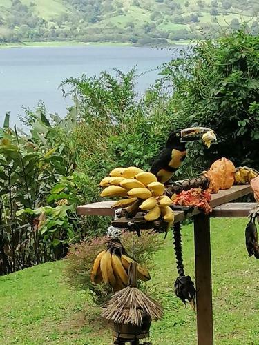 Bed & Breakfast La Ceiba Tree Lodge