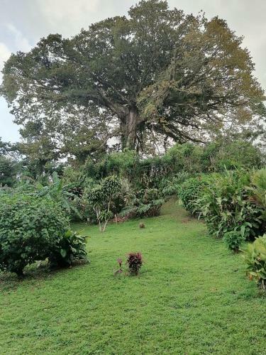 Bed & Breakfast La Ceiba Tree Lodge
