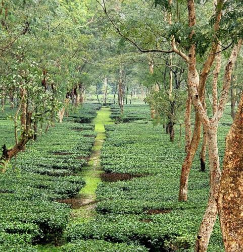 Homestay Opposite Tea Garden Dibrugarh