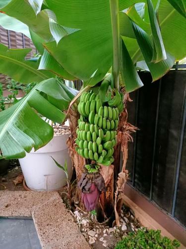 Apartamento El Palm-mar Arona Mi Jardin