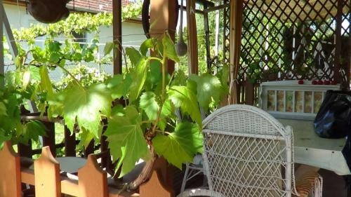 Hostal Agancs Vend�gh�z
