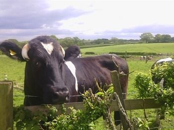 Avonhill B&B