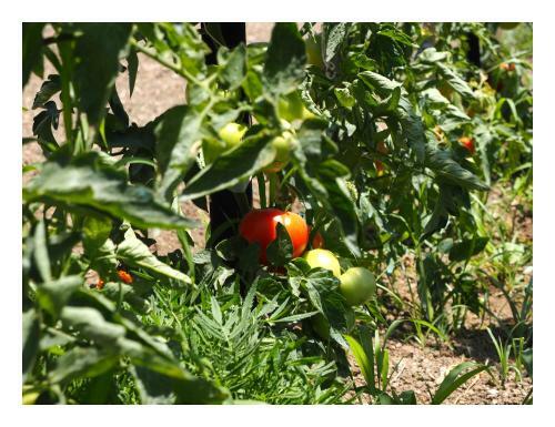 Agroturismo Katina's Farm House