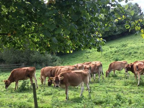 Hostal Worralls Grove Farm House Bed & Breakfast