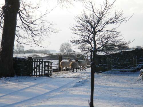 Bed & Breakfast Littlebank Country House