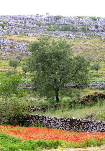 Agroturismo Meio Country House