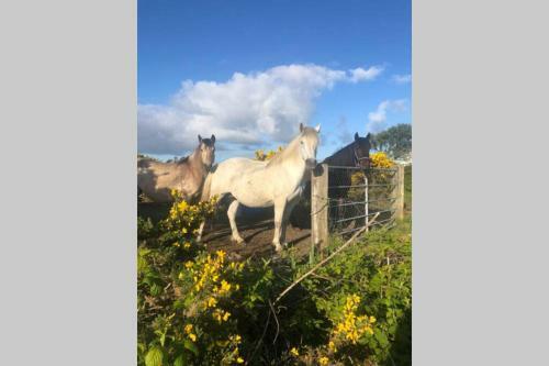 Spacious Seaside Apartment 3km From Clifden
