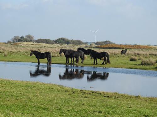 Tiny House de Hut, In de Natuur Op 450 Meter Van Het Strand