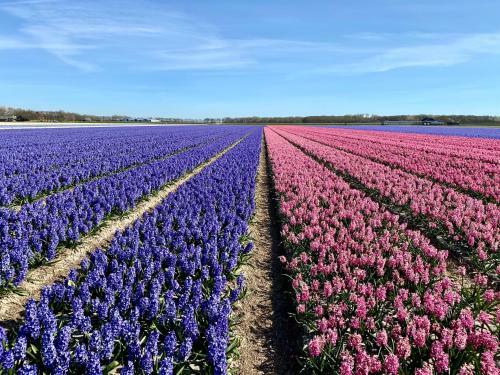 Apartamento Wijde Blick Appartement 101 - Callantsoog