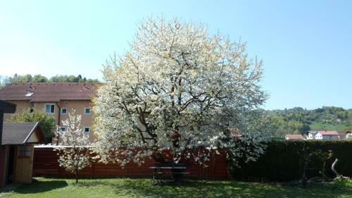 Apartma Golob