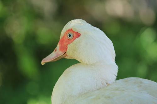 Agroturismo Tourist Farm Mulej