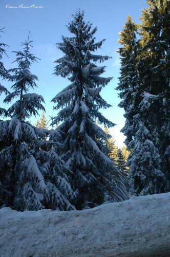 Cabana Piatra Plaiului