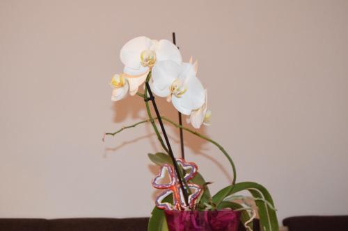 Apartamento Central Appartment St's Martin Church