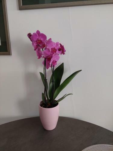 Apartamento Carmen Deluxe
