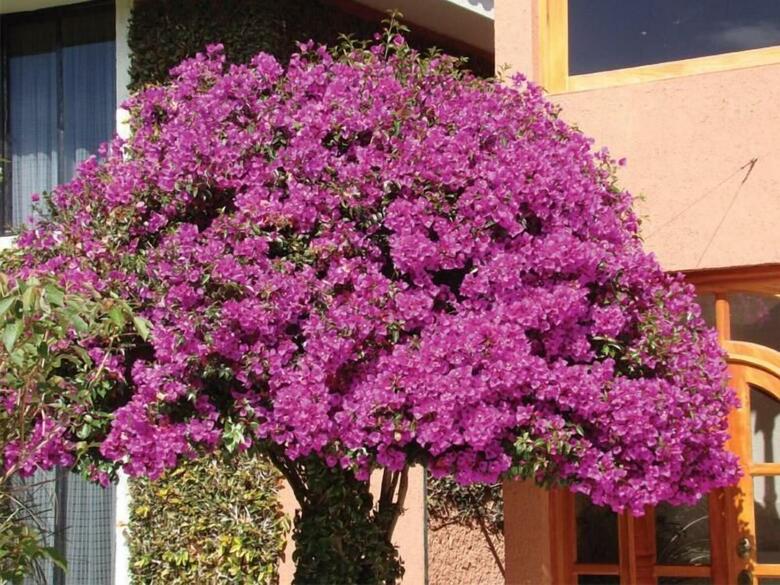 Hotel Arrecife De Coral