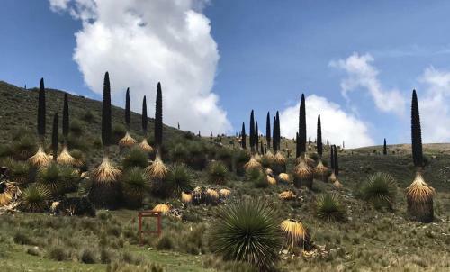 Bed & Breakfast Shumak Alpamayo Hostal Huaraz