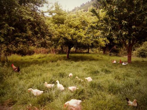Apartamento Agroturystyka U Babci