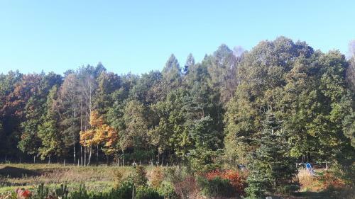 Lodge Winnica D?bog�ra