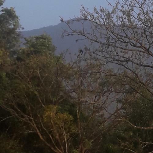 Wayanad Snow Vibes