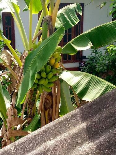 Apartamento Tropical Dream