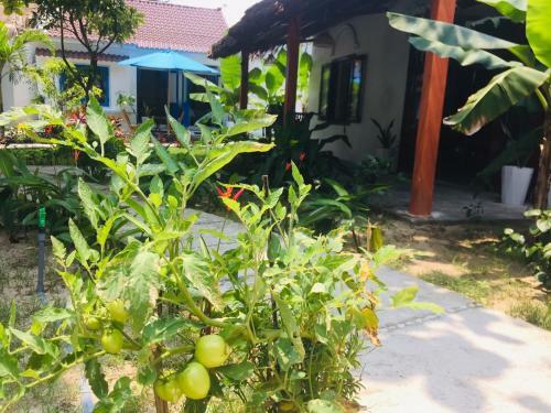 Bed & Breakfast Hoi An Blue Seaside Homestay