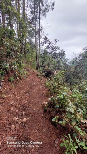 Caba�a En El Bosque de San Jos� Del Pacifico 2