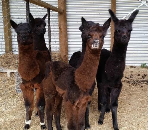Bed & Breakfast Gallin Farm Alpacas And Farmstay
