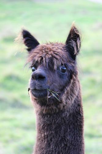 Bed & Breakfast Gallin Farm Alpacas And Farmstay