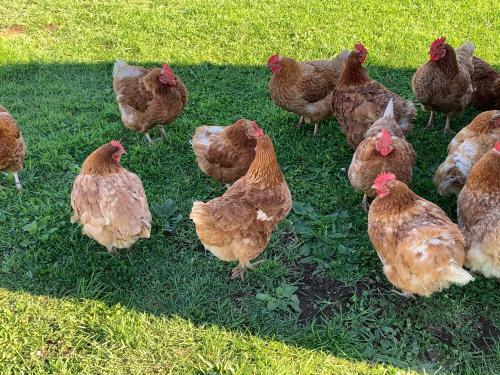 Brixton Farm Stay