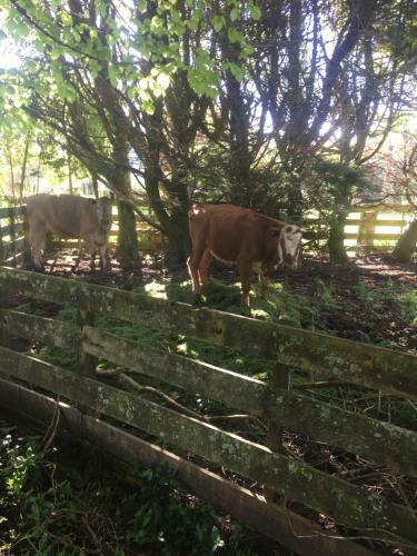 Bed & Breakfast The Heart Of Taranaki