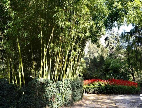 Apartamento Botanical 21