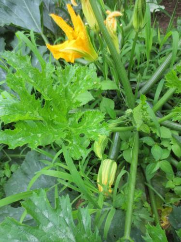 Agrogarden Batumi