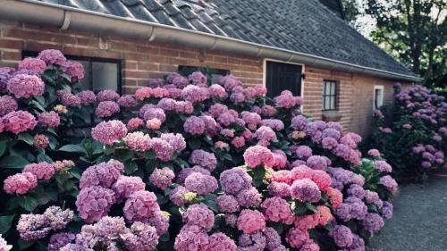 Bed & Breakfast Onder De Appelboom