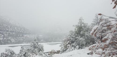 Cordillera Flora End�gena Bosque Escler�filo