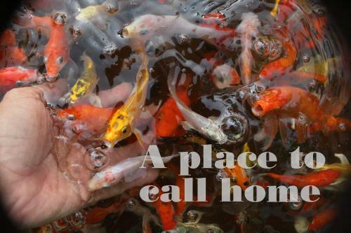 Thach Thao Homestay