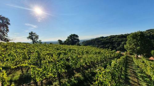 Apartamento Weingut & Ferienwohnungen Lenhard