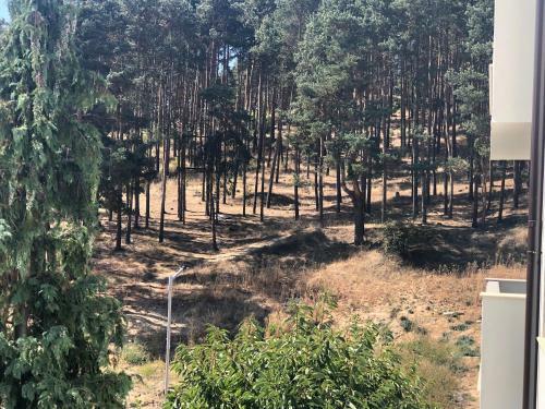 Apartamento Borov Park 3
