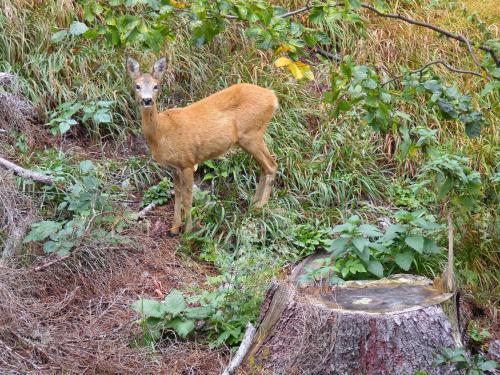 Apartamento Deer's Home At Elit Pamporovo