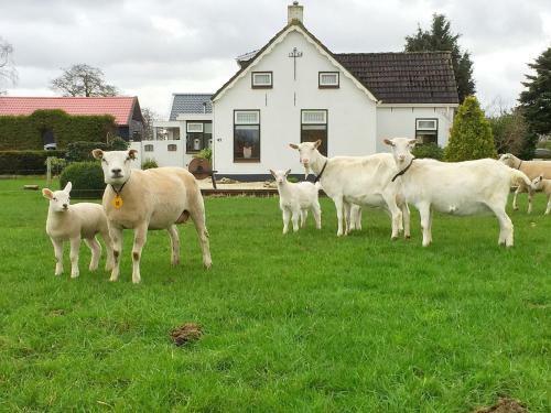 Apartamento Locatie Het Knooppunt Engelse Chalet